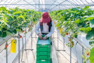 収穫のお手伝い