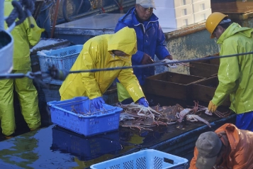 漁師のお手伝い